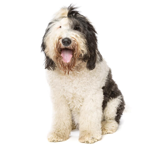 Fashion english sheepadoodle